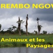 035 Titre Photos Rembo Ngove Animaux-01.jpg
